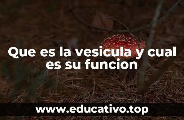 Que es la vesicula y cual es su funcion
