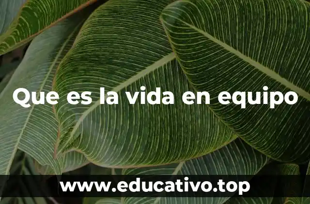 Que es la vida en equipo