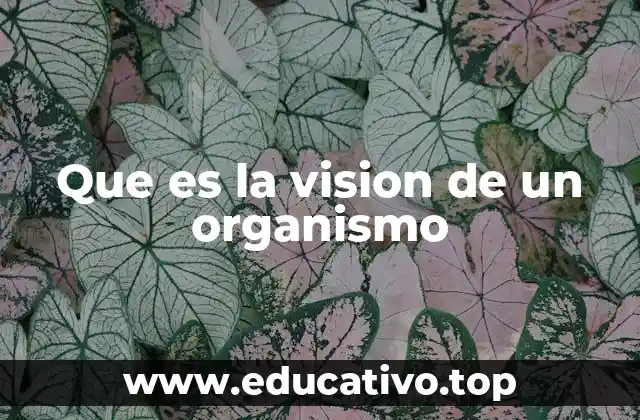 Que es la vision de un organismo
