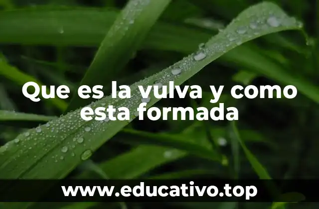 Que es la vulva y como esta formada