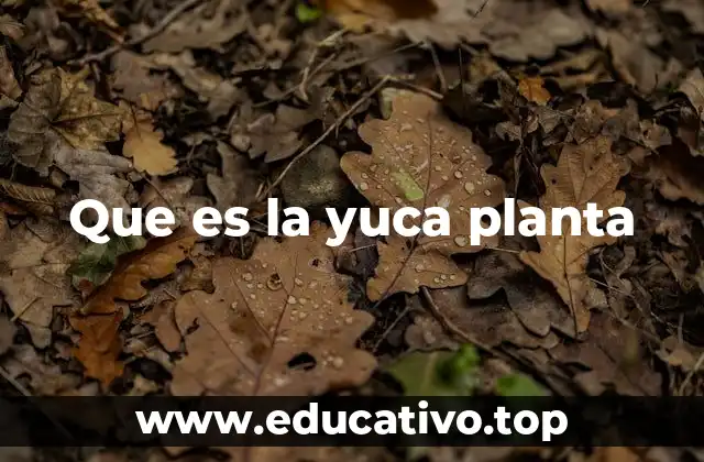 Que es la yuca planta
