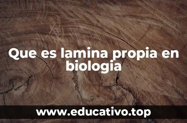 Que es lamina propia en biologia