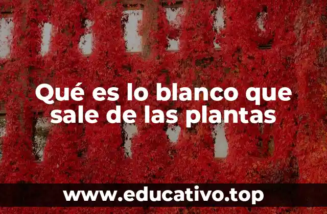 Qué es lo blanco que sale de las plantas