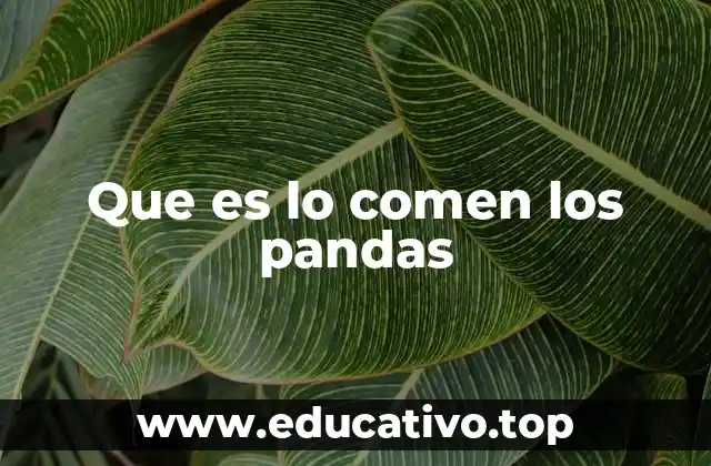 Que es lo comen los pandas