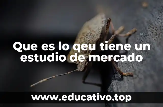 Que es lo qeu tiene un estudio de mercado