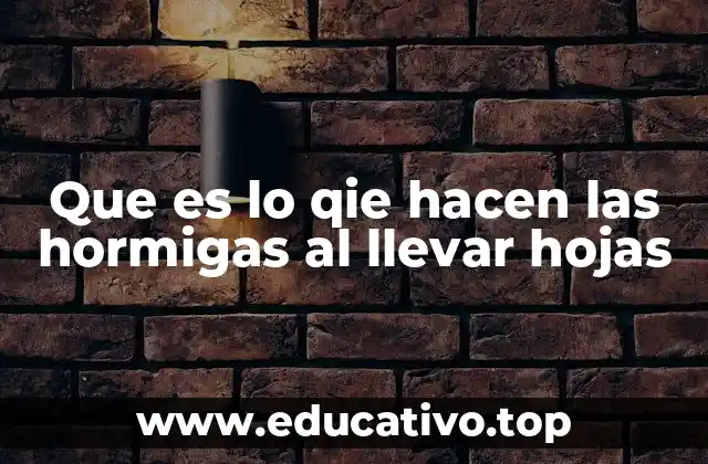 Que es lo qie hacen las hormigas al llevar hojas