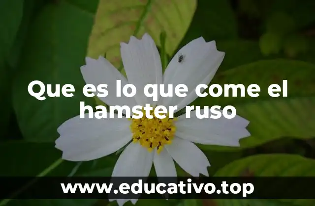 Que es lo que come el hamster ruso