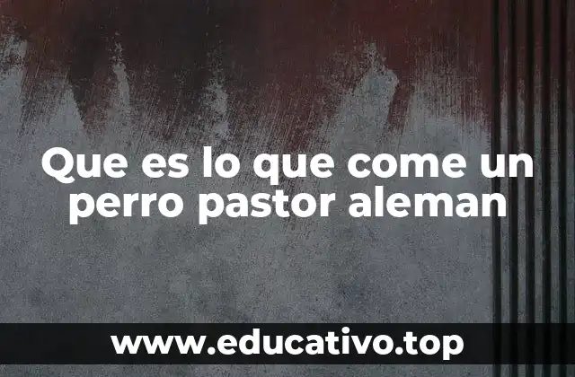 Que es lo que come un perro pastor aleman