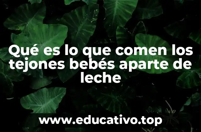 Qué es lo que comen los tejones bebés aparte de leche