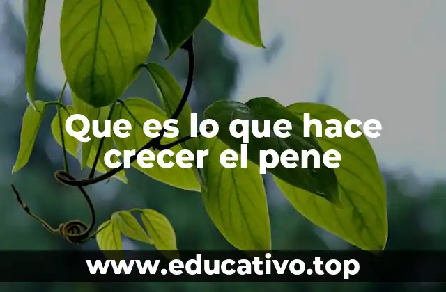 Que es lo que hace crecer el pene