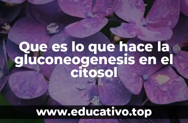Que es lo que hace la gluconeogenesis en el citosol