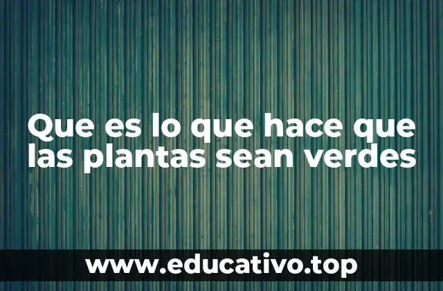 Que es lo que hace que las plantas sean verdes