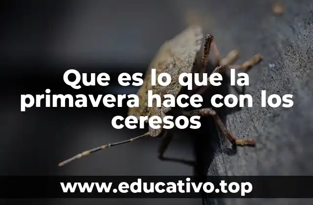 El ciclo de vida de un cerezo en primavera