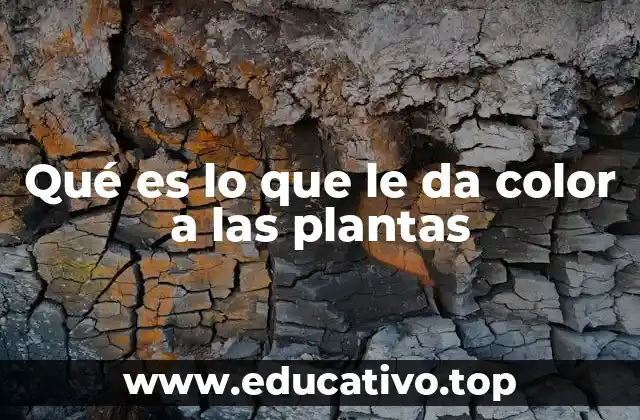 Qué es lo que le da color a las plantas
