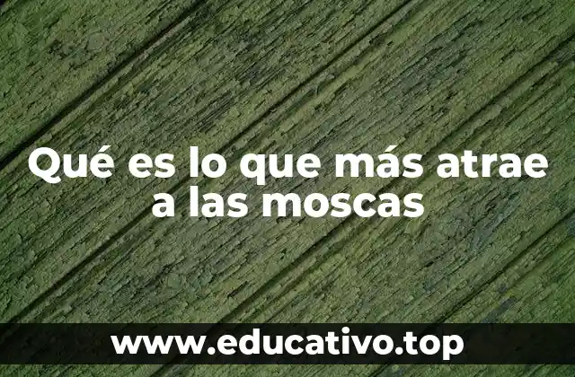 Qué es lo que más atrae a las moscas