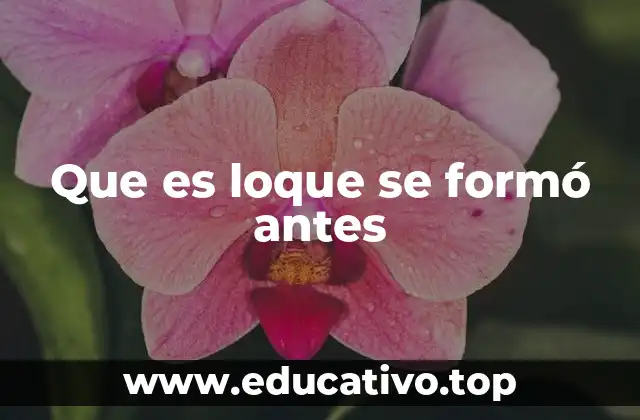 Que es loque se formó antes