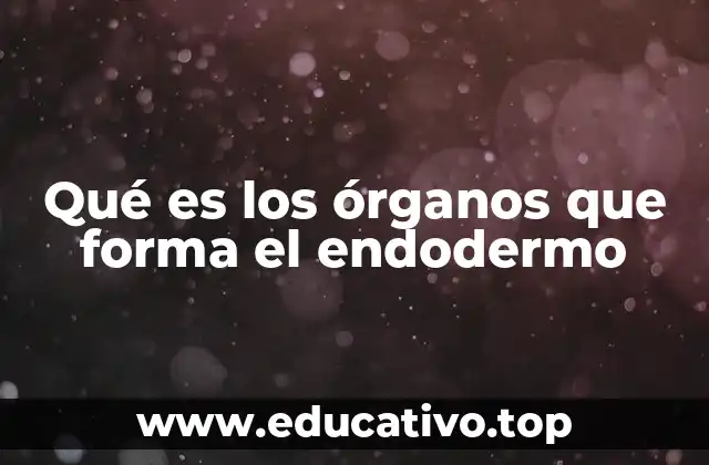 Qué es los órganos que forma el endodermo