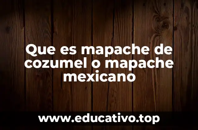 Que es mapache de cozumel o mapache mexicano