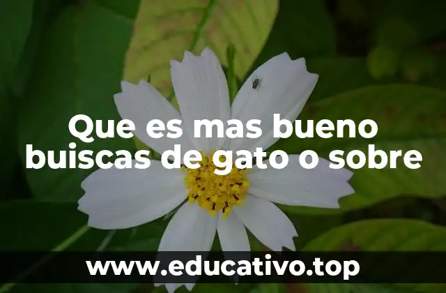 Que es mas bueno buiscas de gato o sobre