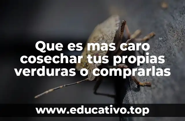 Que es mas caro cosechar tus propias verduras o comprarlas