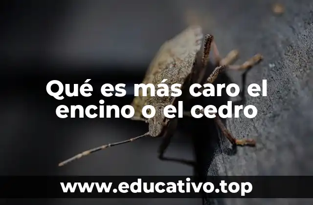 Qué es más caro el encino o el cedro