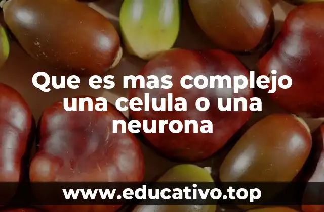 Que es mas complejo una celula o una neurona