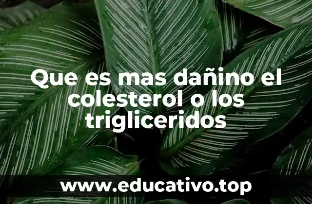 Que es mas dañino el colesterol o los trigliceridos