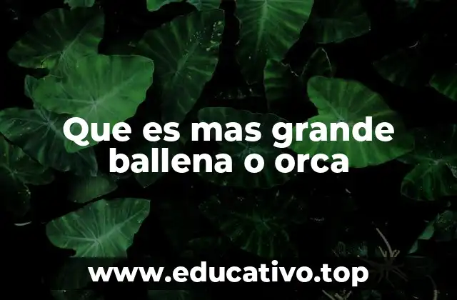 Que es mas grande ballena o orca