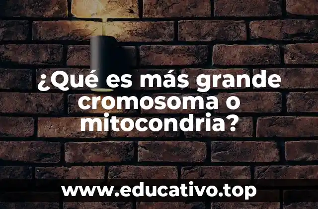 ¿Qué es más grande cromosoma o mitocondria?