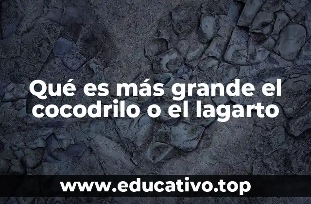 Diferencias anatómicas que influyen en el tamaño