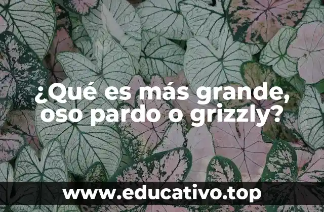 ¿Qué es más grande, oso pardo o grizzly?