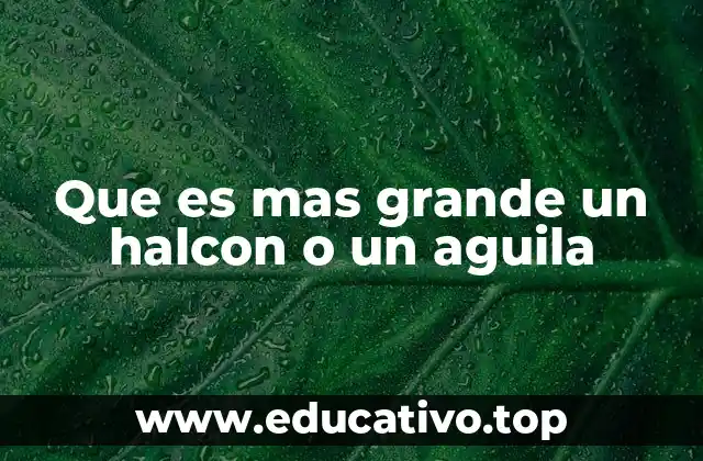 Que es mas grande un halcon o un aguila