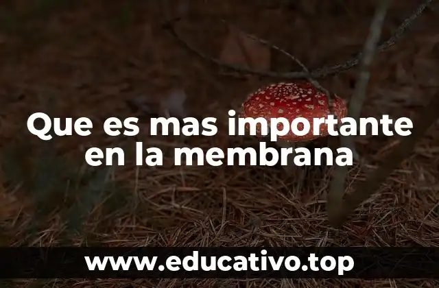 Que es mas importante en la membrana