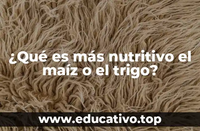 ¿Qué es más nutritivo el maíz o el trigo?