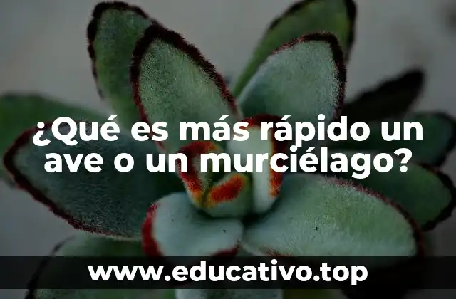 ¿Qué es más rápido un ave o un murciélago?