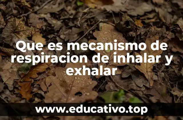 Que es mecanismo de respiracion de inhalar y exhalar