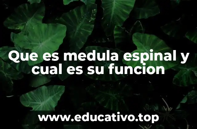 Que es medula espinal y cual es su funcion