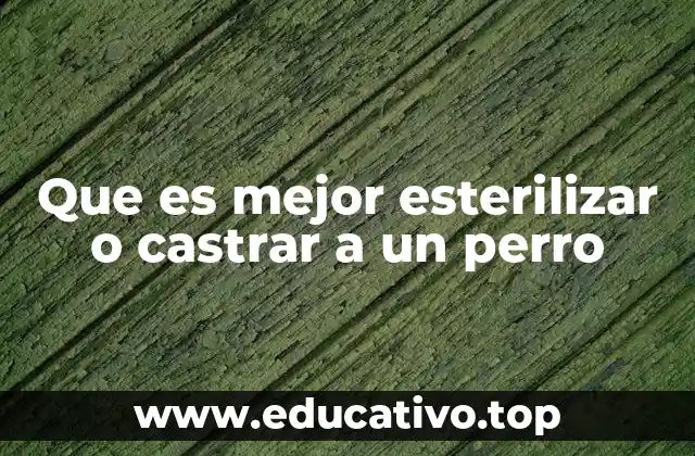Que es mejor esterilizar o castrar a un perro