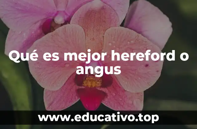Qué es mejor hereford o angus