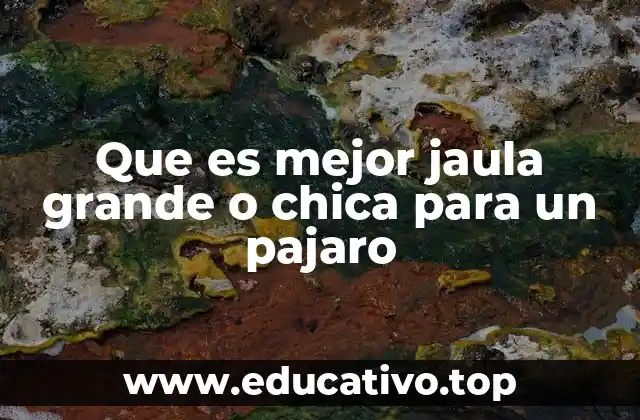 Que es mejor jaula grande o chica para un pajaro