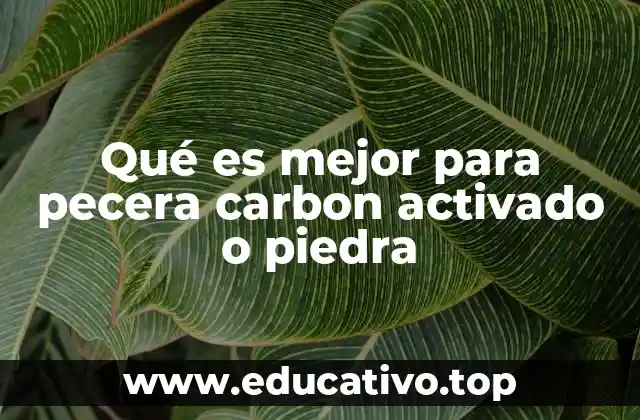 Qué es mejor para pecera carbon activado o piedra