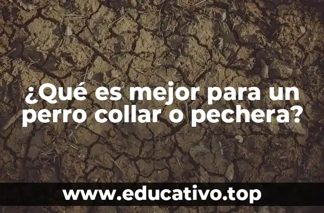 ¿Qué es mejor para un perro collar o pechera?