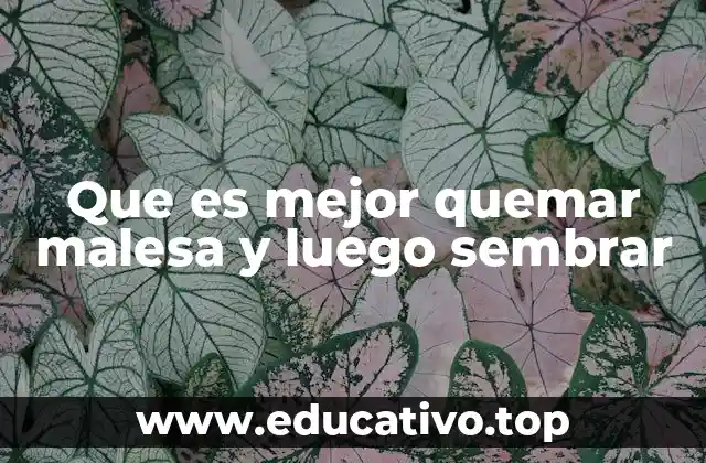 Que es mejor quemar malesa y luego sembrar