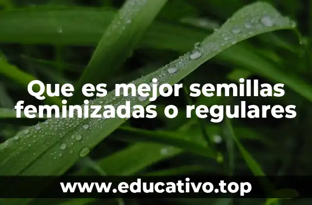 Que es mejor semillas feminizadas o regulares