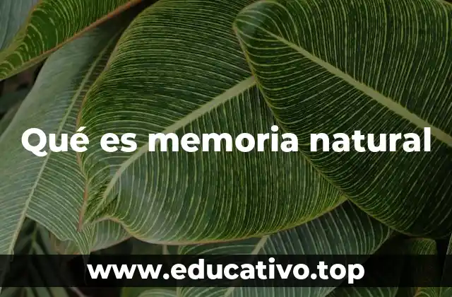 El papel de la memoria natural en el desarrollo humano