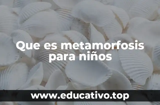 Que es metamorfosis para niños