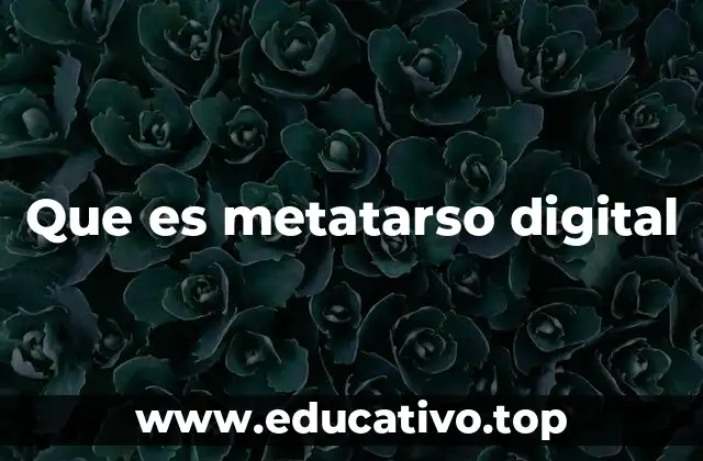 Que es metatarso digital