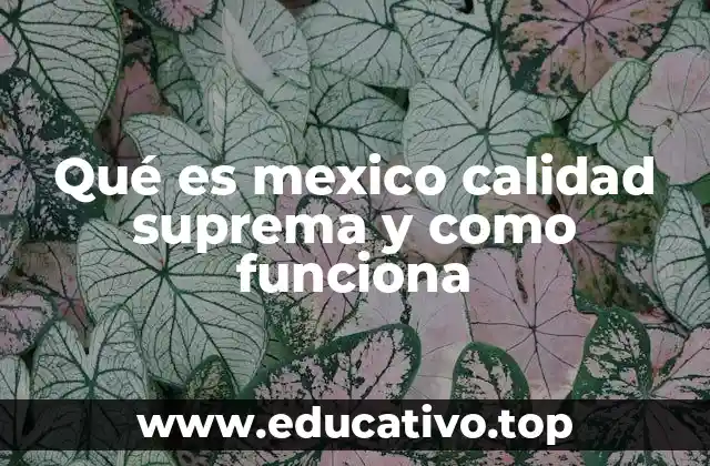 Qué es mexico calidad suprema y como funciona