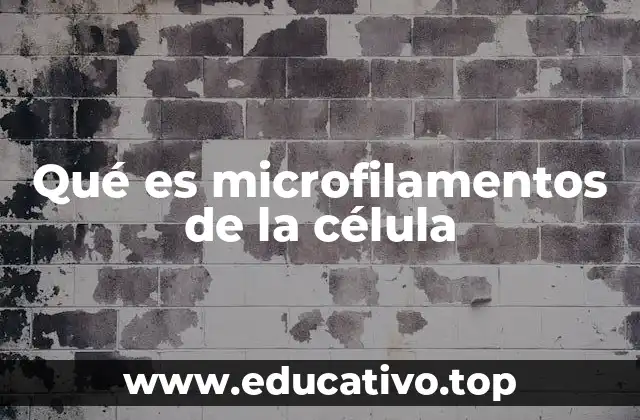 Qué es microfilamentos de la célula