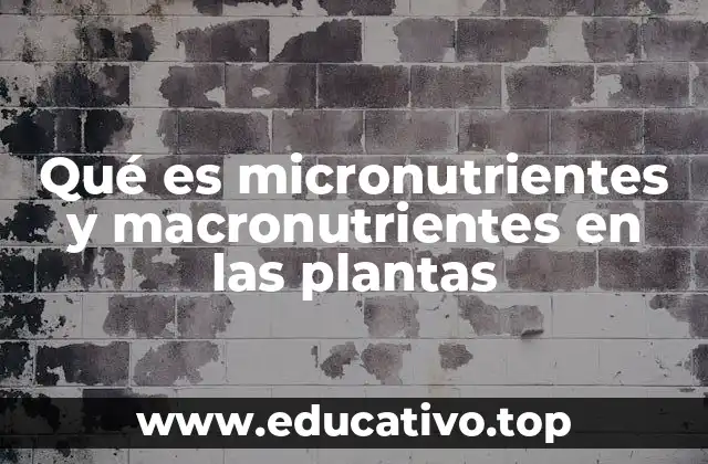 Qué es micronutrientes y macronutrientes en las plantas